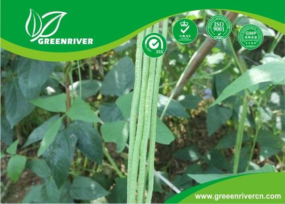 Commercial Green Organic yard long bean seeds with thick flesh
