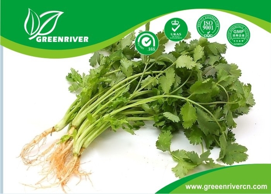 China Aprobación de la FDA de semillas de cilantro blanco seleccionadas a mano, 2013 año de nueva cosecha distribuidor 