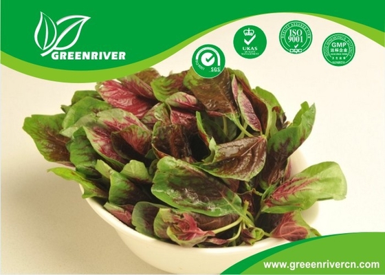 China Semillas de amarantho de hojas redondas con con borde verde para la siembra distribuidor 