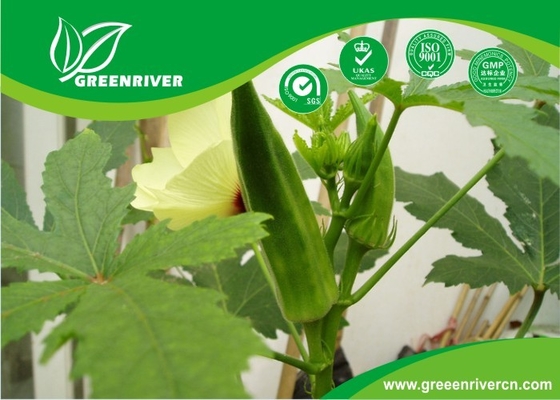 China Semillas de okra amarilla / semillas de dedos de mujeres con certificado de la FDA distribuidor 