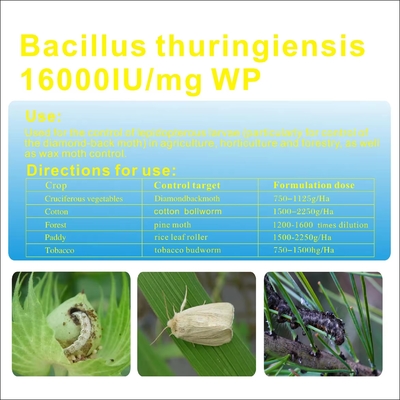 Bacillus subtilis en polvo Pesticidas biológicos Insecticida para legumbres, berenjenas proveedor 