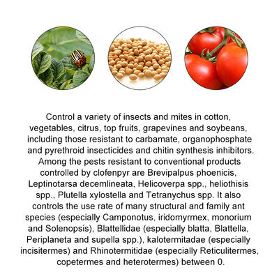 Chlorfenapyr 24%SC Chemical Pesticide carbamate / organophosphate insecticides