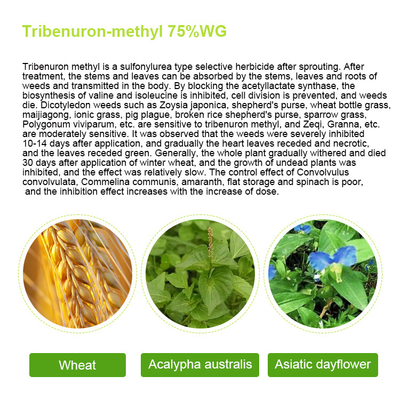 101200-48-0 Tribenuron metilo herbicidas selectivos para el maíz, polvo blanco proveedor 