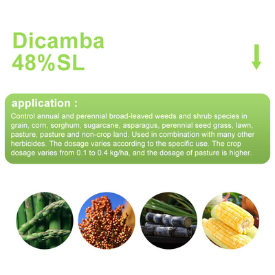 Dicamba 48% SL Herbicida Roundup mata las malas hierbas de hueco amplio proveedor 