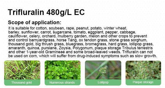 Trifluralin 48%EC sugar beet herbicides Fast Acting Weed Killer cas 1582-09-8