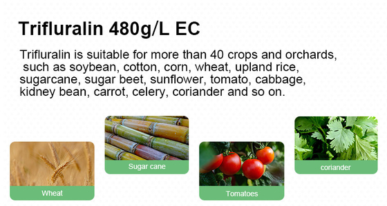 Trifluralina 48% EC herbicidas de remolacha azucarera herbicida de acción rápida cas 1582-09-8 proveedor 