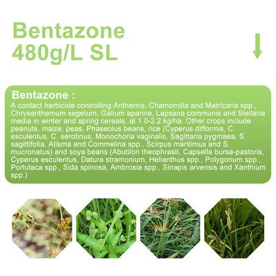 48%SL Bentazona herbicidas selectivos / 25057-89-0 herbicida de contacto para cacahuetes proveedor 