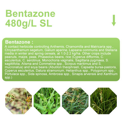 48%SL Bentazone Selective Herbicides / 25057-89-0 contact herbicide for peanuts