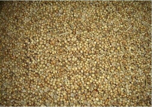 FDA Approval white coriander seed with hand selected , 2013 year new crop