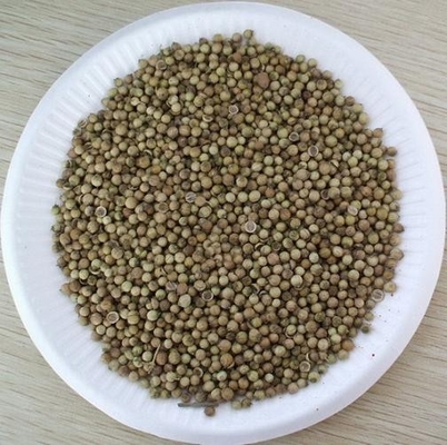 Aprobación de la FDA de semillas de cilantro blanco seleccionadas a mano, 2013 año de nueva cosecha proveedor 
