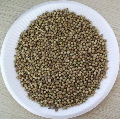 FDA Approval white coriander seed with hand selected , 2013 year new crop