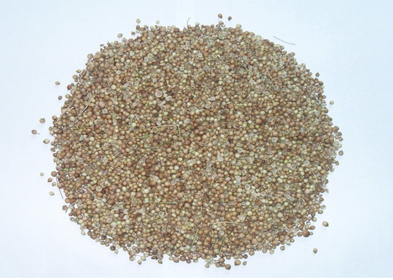Aprobación de la FDA de semillas de cilantro blanco seleccionadas a mano, 2013 año de nueva cosecha proveedor 