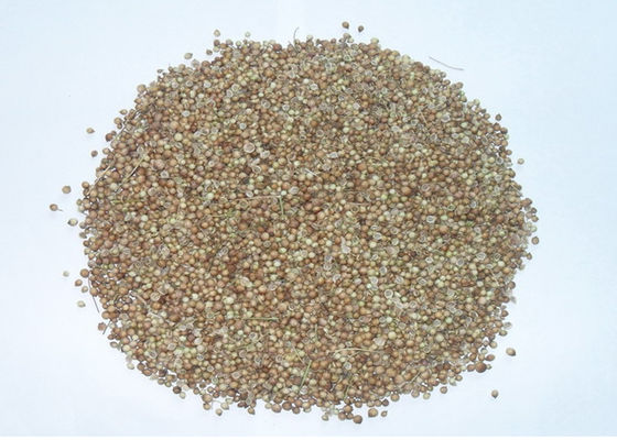 FDA Approval white coriander seed with hand selected , 2013 year new crop