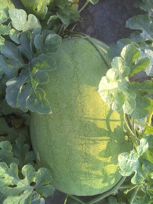 Light green rind Organic Watermelon Seeds with netted stripes