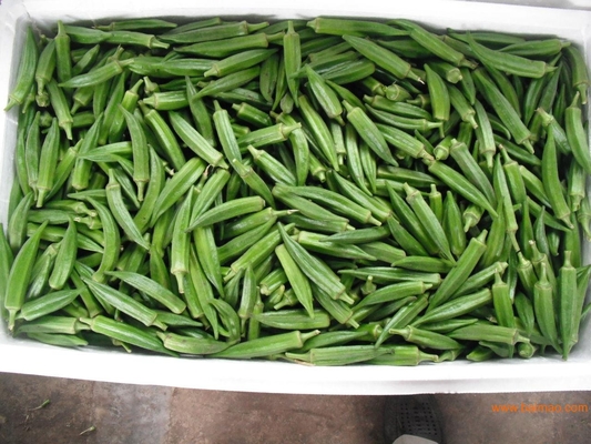 Semillas de okra amarilla / semillas de dedos de mujeres con certificado de la FDA proveedor 