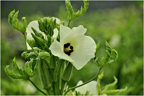 Semillas de okra amarilla / semillas de dedos de mujeres con certificado de la FDA proveedor 