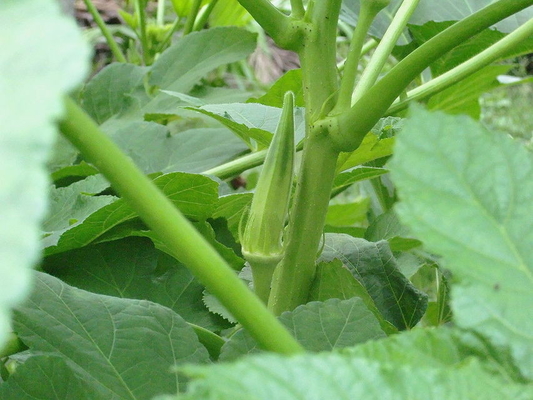 Semillas de okra amarilla / semillas de dedos de mujeres con certificado de la FDA proveedor 
