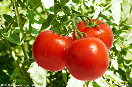 Bright red Hybrid tomato seeds with cracking resistance , ISO9001-2008
