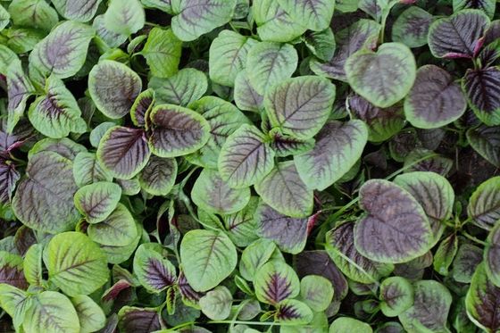 Red Round Leaf Amaranth Seeds with with green edge for planting