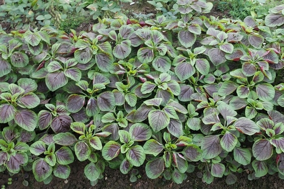 Semillas de amarantho de hojas redondas con con borde verde para la siembra proveedor 