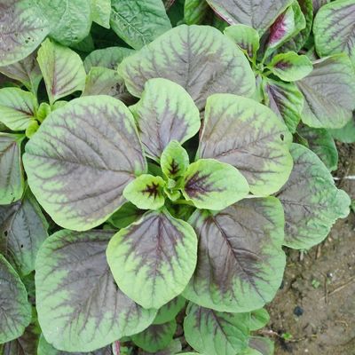Red Round Leaf Amaranth Seeds with with green edge for planting