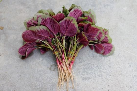Red Round Leaf Amaranth Seeds with with green edge for planting