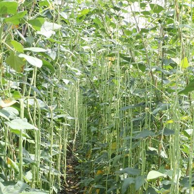 Commercial Green Organic yard long bean seeds with thick flesh