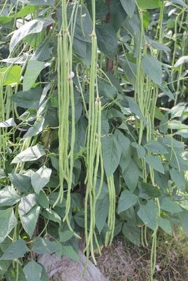 Commercial Green Organic yard long bean seeds with thick flesh