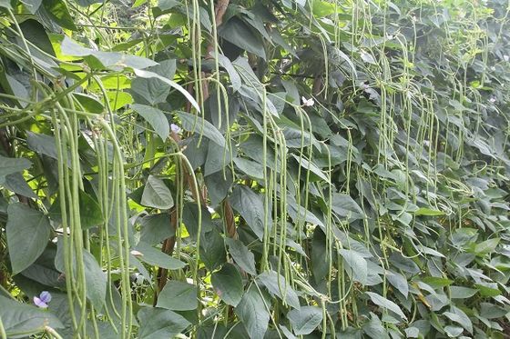 Commercial Green Organic yard long bean seeds with thick flesh