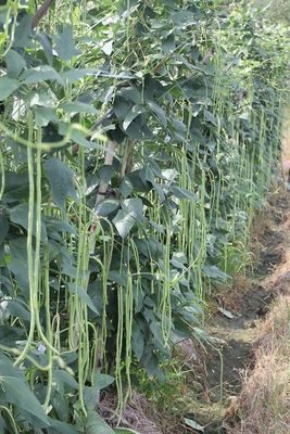 Commercial Green Organic yard long bean seeds with thick flesh