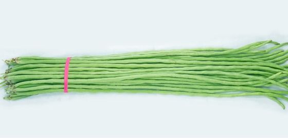 Commercial Green Organic yard long bean seeds with thick flesh