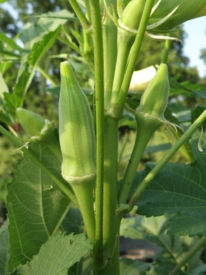 Semillas de okra amarilla / semillas de dedos de mujeres con certificado de la FDA proveedor 