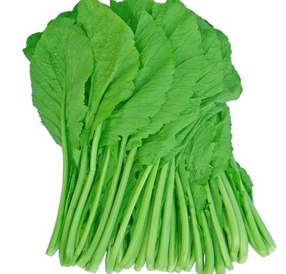 Light Green Early Small Leaf Mustard Seeds Germination 85 %