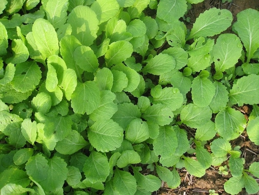 Semillas de mostaza de hojas pequeñas de color verde claro Germinación 85 % proveedor 