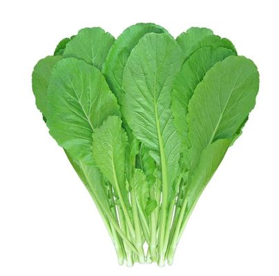Light Green Early Small Leaf Mustard Seeds Germination 85 %