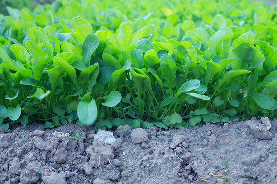 organnic Radish sprouts seeds with ISO9001-2000 approvals , Green Black Yellow