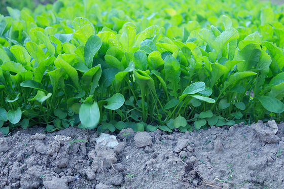 semillas orgánicas de rábanos con certificación ISO9001-2000, Verde Negro Amarillo proveedor 