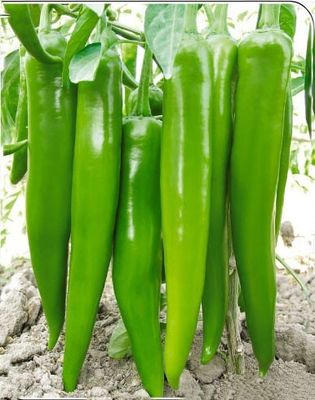 Hybrid type Green pepper seeds F1 Fruit , 20-23 cm length