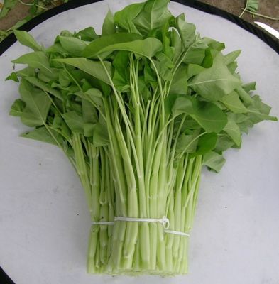 Yellow Green lance leaf water spinach seeds in Prostrate type
