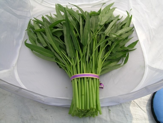Amarillo Semillas de espinacas de hojas verdes de la especie Prostrate proveedor 