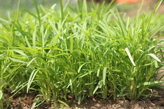 Amarillo Semillas de espinacas de hojas verdes de la especie Prostrate proveedor 