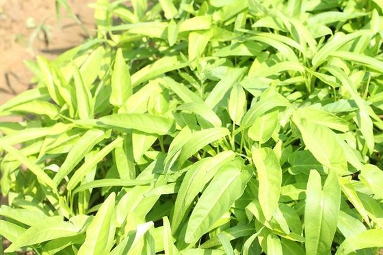 Yellow Green lance leaf water spinach seeds in Prostrate type