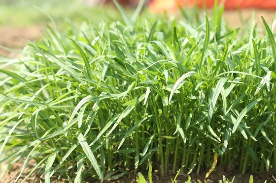 Amarillo Semillas de espinacas de hojas verdes de la especie Prostrate proveedor 