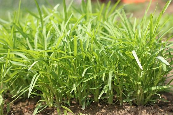 Yellow Green lance leaf water spinach seeds in Prostrate type