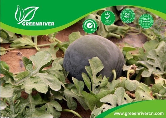 Verde oscuro Semillas de sandía orgánica con contenido de azúcar 11,5%, Negro proveedor 