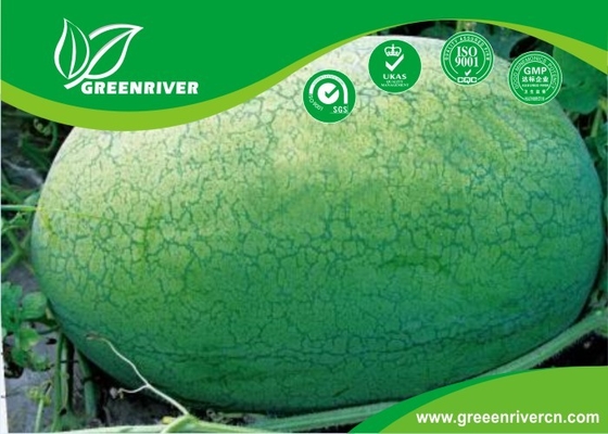 Escarcha verde claro Semillas de sandía orgánica con rayas en red proveedor 