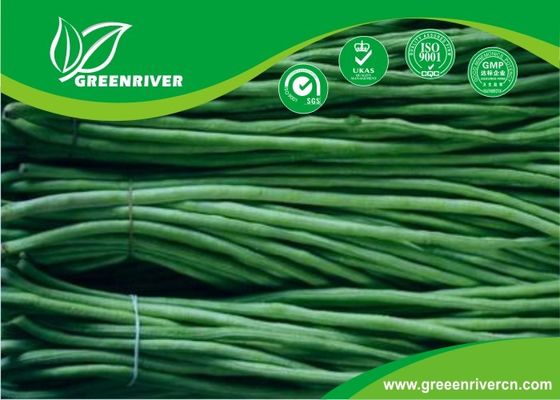 Commercial Green Organic yard long bean seeds with thick flesh