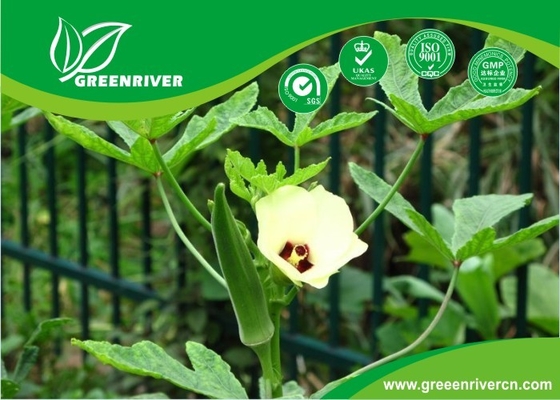 Semillas de okra amarilla / semillas de dedos de mujeres con certificado de la FDA proveedor 