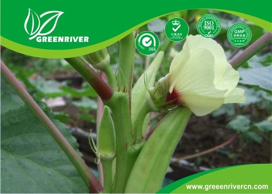 Semillas de okra amarilla / semillas de dedos de mujeres con certificado de la FDA proveedor 