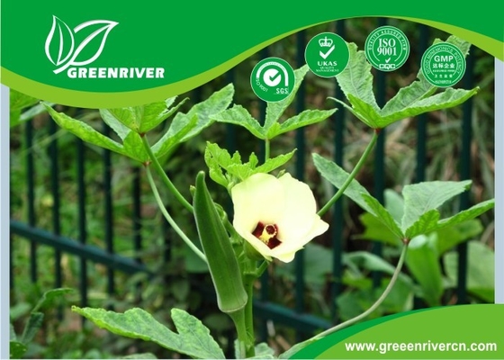 Semillas de okra amarilla / semillas de dedos de mujeres con certificado de la FDA proveedor 